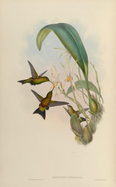 Eriocnemis derbyi - John Gould